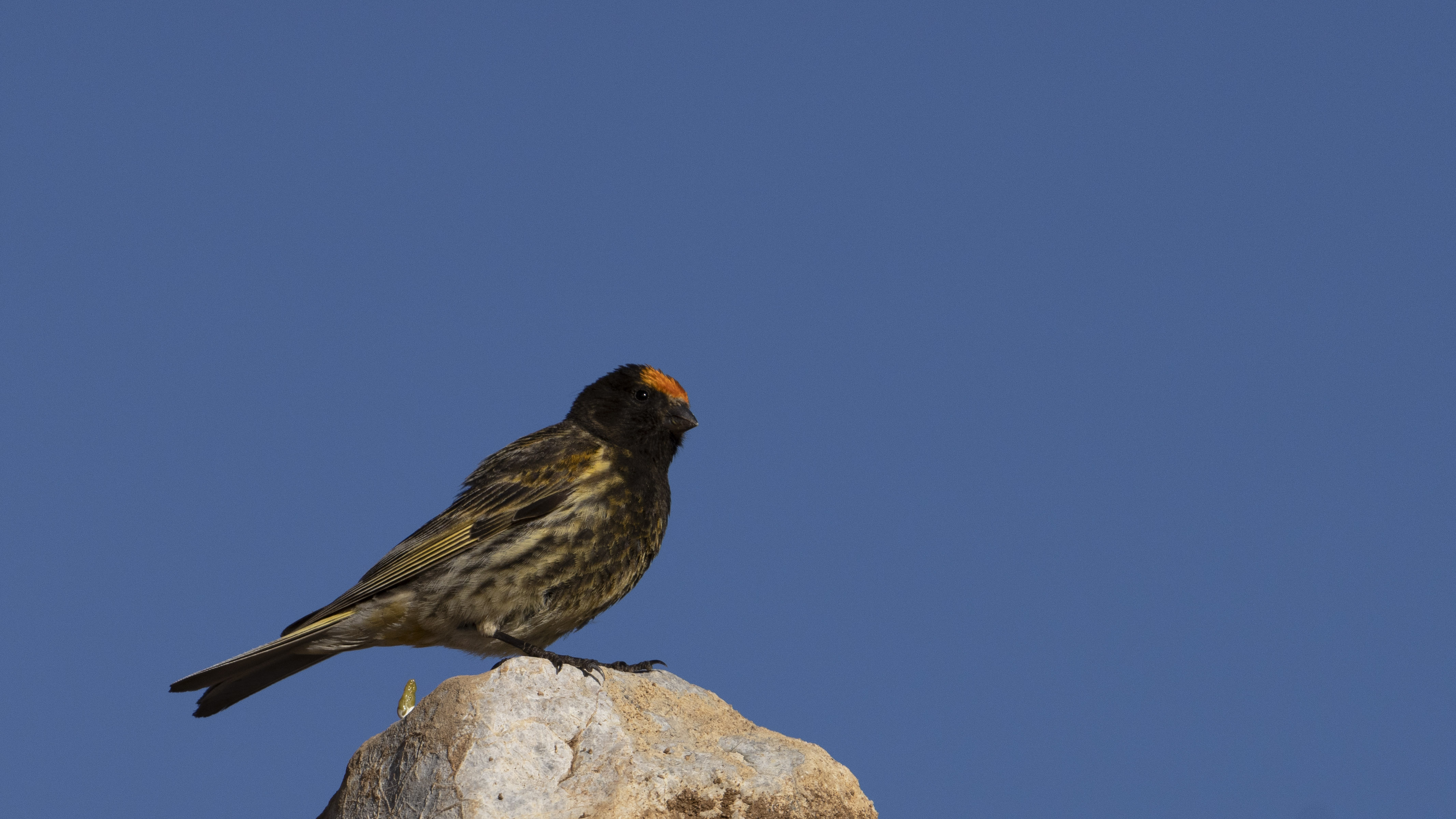 Fire-fronted Serin